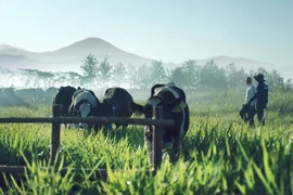 Những cánh đồng sạch không hóa chất gọi đàn chim trở về