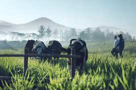 Những cánh đồng sạch không hóa chất gọi đàn chim trở về