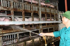 Dự kiến nhập khẩu 1,9 triệu heo thịt Thái Lan