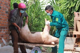 Dịch tả lợn châu Phi diễn biến phức tạp tại Đăk Lăk