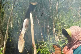 Xua đuổi ong an toàn