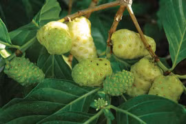 Những bài thuốc ổn định huyết áp