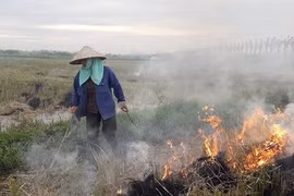 Đốt rơm rạ làm chai cứng đất