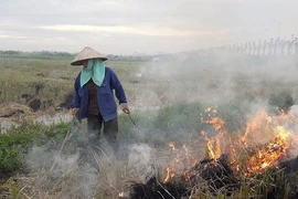 Đốt rơm rạ làm chai cứng đất