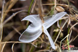 “Bướm băng” đẹp như ở xứ cổ tích