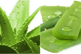 Lô hội chữa lở loét