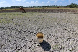  Hàng chục nghìn ha lúa và hoa màu bị thiệt hại do hạn, mặn