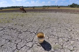  Hàng chục nghìn ha lúa và hoa màu bị thiệt hại do hạn, mặn
