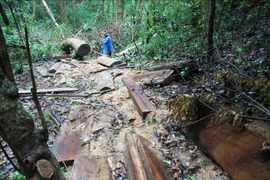 Lâm Đồng: Rừng nguyên sinh bị triệt hạ trái phép để lấy gỗ quý