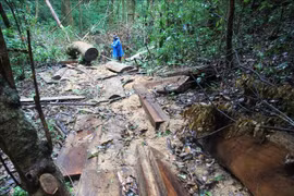 Lâm Đồng: Rừng nguyên sinh bị triệt hạ trái phép để lấy gỗ quý