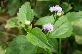 Bí kíp làm đẹp từ cây cứt lợn