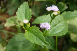 Bí kíp làm đẹp từ cây cứt lợn