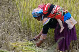 Những người phụ nữ nông thôn