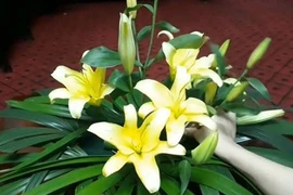 Hoa thơm có độc?