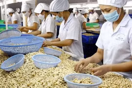 15 sản phẩm hạt điều Bình Phước xếp hạng 4 sao OCOP