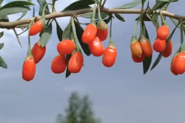 Câu kỷ tử từ huyền thoại đến thực tế