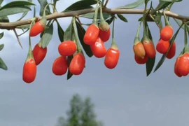 Câu kỷ tử từ huyền thoại đến thực tế