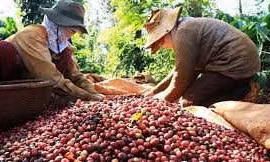  Giá cà phê tăng nhẹ, cà phê Việt hồi hộp mong hồi phục
