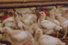 Nguy cơ khi dùng thuốc kháng sinh cho vật nuôi