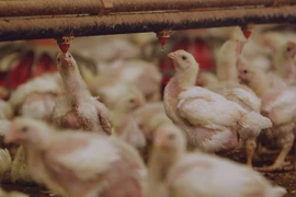 Nguy cơ khi dùng thuốc kháng sinh cho vật nuôi