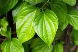  Hơ lá trầu chữa bụng đầy trướng hơi