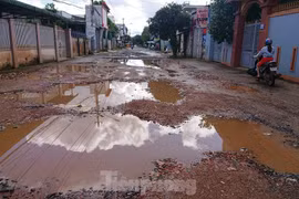 Cược mạng sống trên những con đường dày đặc ‘ổ voi’