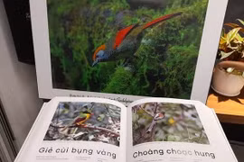 Việt Nam hiện có 731 loài chim