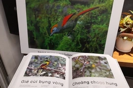 Việt Nam hiện có 731 loài chim