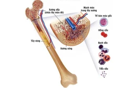 Giúp mọc lại xương từ tế bào gốc