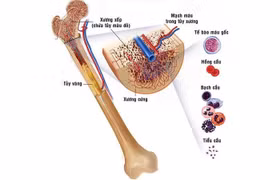 Giúp mọc lại xương từ tế bào gốc