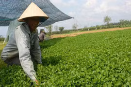 Thu tiền tỷ từ rau má