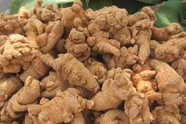 Tam thất chữa đau bụng, kinh ít 