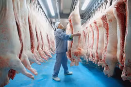 Doanh thu thịt mát của Masan tăng gấp đôi nhờ dịch tả lợn