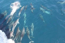 Cá heo xuất hiện chứng tỏ môi trường biển tốt