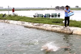 Máy cho tôm, cá ăn điều khiển từ xa