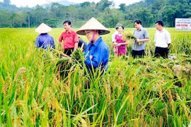 Chọn giống lúa phù hợp với thời tiết