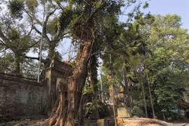 Giá trị thực của gỗ sưa đỏ