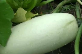 Nông dân Mỹ ngỡ ngàng khi trồng hạt giống gửi từ Trung Quốc