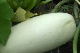 Nông dân Mỹ ngỡ ngàng khi trồng hạt giống gửi từ Trung Quốc