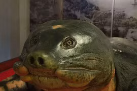 Chuyện chưa kể về chế tác cụ rùa Hồ Gươm cuối cùng