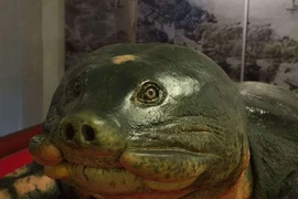 Chuyện chưa kể về chế tác cụ rùa Hồ Gươm cuối cùng