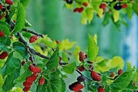 Cây dâu chữa đau dạ dày