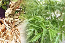 Cách ngâm rượu rễ đinh lăng 