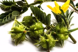 Vị thuốc Đông y: Gai chống tăng cường chức năng sinh lý