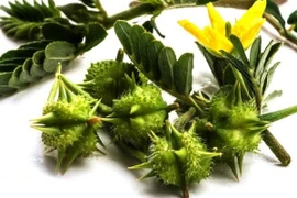 Vị thuốc Đông y: Gai chống tăng cường chức năng sinh lý