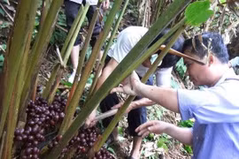 Đặc điểm của thảo quả Hà Giang