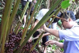 Đặc điểm của thảo quả Hà Giang