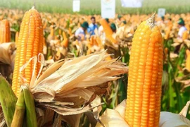 Giải pháp nào cho thức ăn chăn nuôi Việt Nam?