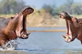 Răng hà mã trở thành mặt hàng buôn bán thay ngà voi