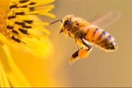 Nước vôi trong chữa côn trùng đốt